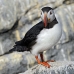 puffin_atlantic_msi_h_0514_can1542.jpg